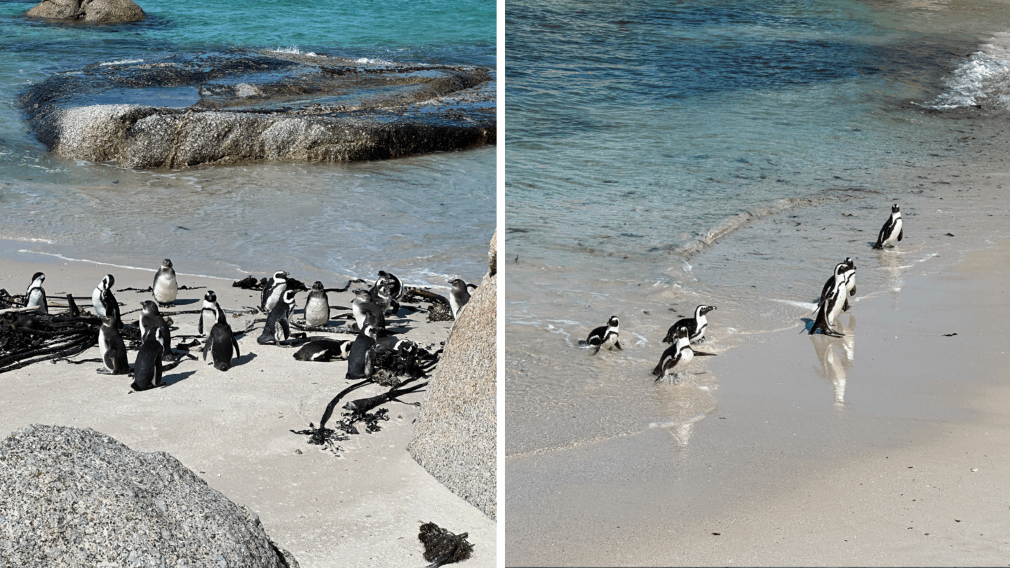 Penguins at Boulders Beach