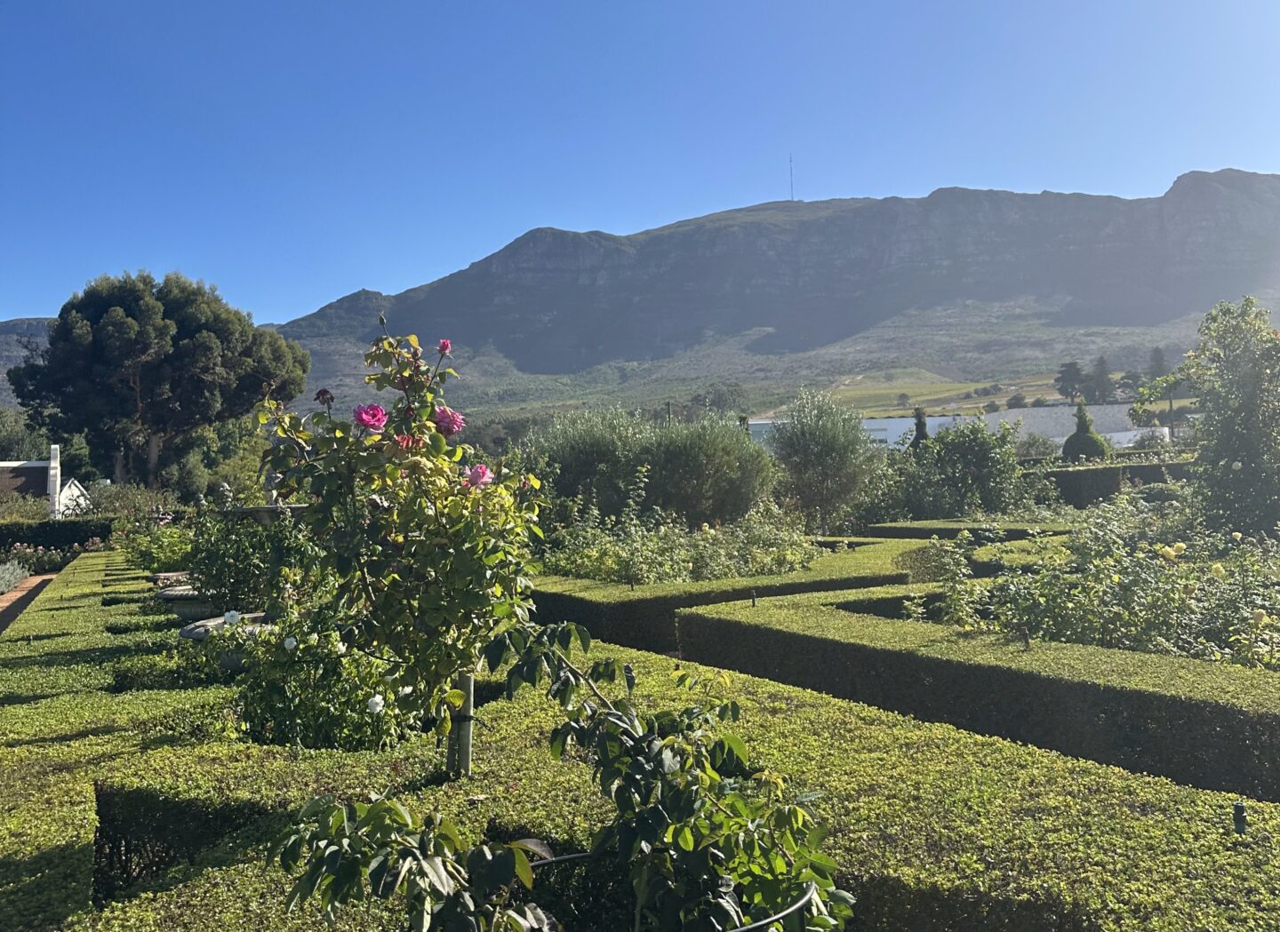 Constantia Ustig