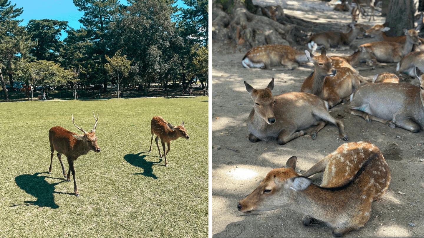 Deer in Nara Park