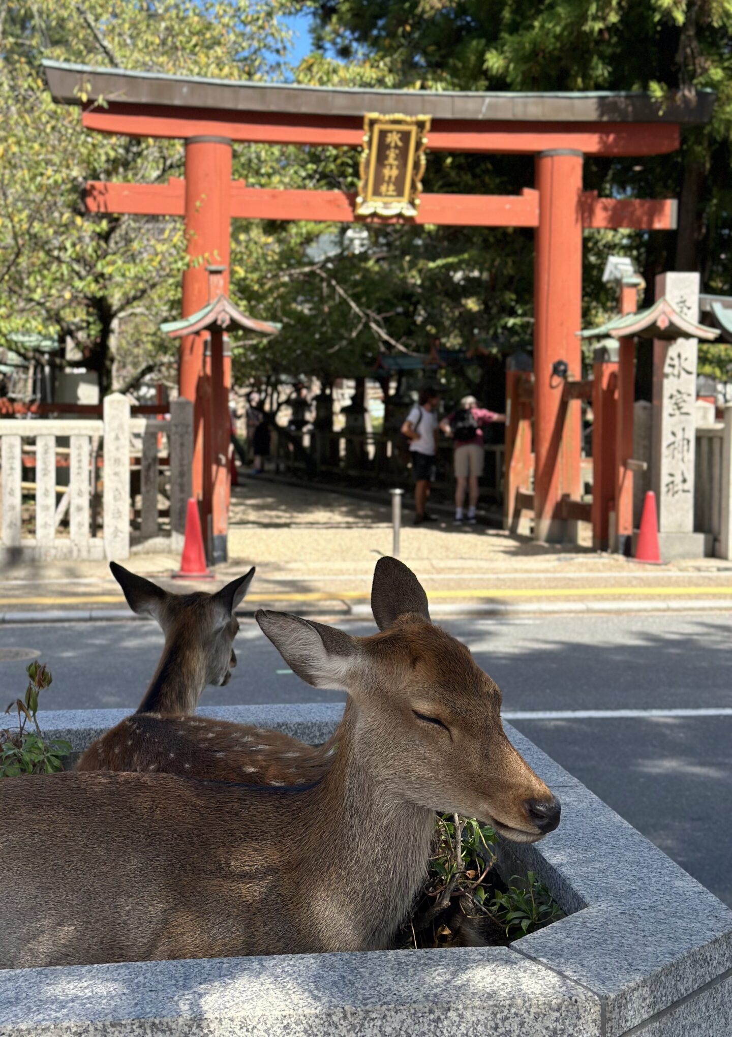 Deer at Nara Park