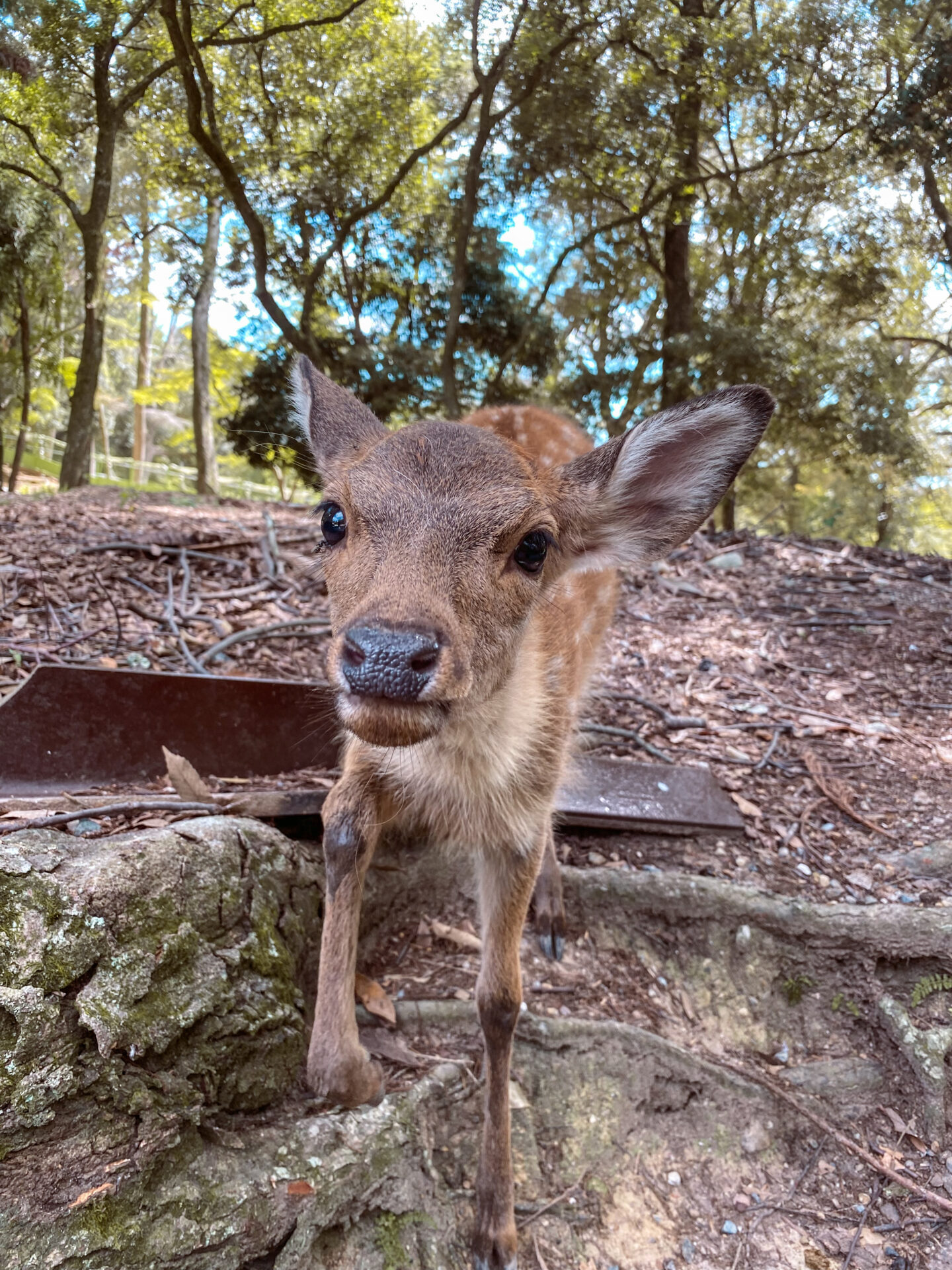 A baby deer in Nara Park